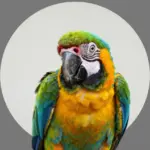 Funny Animal Pfp Ideas To Show Off Your Wild Side
