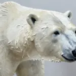 Stunning Polar Bear Art Projects For Wildlife Artists