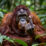 Animal Memes & Funny Pictures That Master The Art Of Humor
