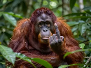 Read more about the article Animal Memes & Funny Pictures That Master The Art Of Humor