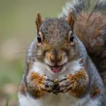 Animal Photos With Hilariously Funny Faces You Can’t Unsee