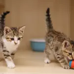 Funny Animal Videos That Will Instantly Fix Your Bad Mood