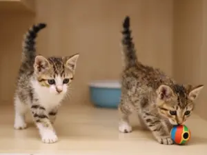 Read more about the article Funny Animal Videos That Will Instantly Fix Your Bad Mood