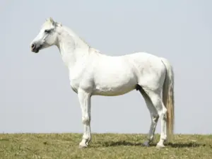 Read more about the article Essential Animal Drawing Reference Poses For Artists