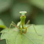 Hilariously Weird Animal Pictures That Defy All Explanation