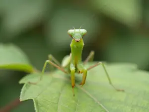 Read more about the article Hilariously Weird Animal Pictures That Defy All Explanation