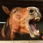 Funny Horse Pictures That Show Their True, Goofy Personalities