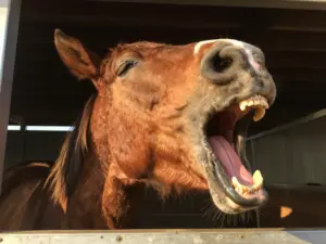 Read more about the article Funny Horse Pictures That Show Their True, Goofy Personalities